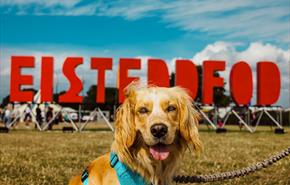 National Eisteddfod Wrexham